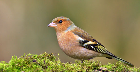 Darwin İspinozları Evrime Kanıt Değildir!